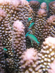 green pullers swimming in purple coral ,vuna rd Nuku'alof... by Trevor Byett 